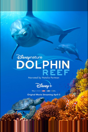 Dolphin Reef
